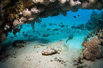 Beaufort crocodile fish (Cymbacephalus beauforti) under coral overhang on sandy bottom. Egytp, Red Sea.