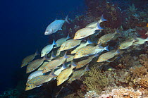 A school of Spangled emperors (Lethrinus nebulosus) accompanied by one Jack (Caranx sexfasciatus) over coral reef. Egypt, Red Sea.