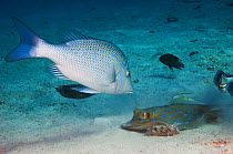 Spangled emperor (Lethrinus nebulosus) watching a Blue spotted ribbontail ray (Taeniura lymna) that is burrowing in the sandy bottom for prey. Egypt, Red Sea.