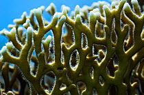 Fire coral (Millepora dichotoma) a hydroid, showing the hairs that are covered in cells called nematocysts, used mainly as a defense mechanism against fish which may feed upon it as well as against pr...