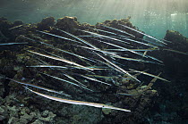 Cornetfish / Flutemouth (Fistularia commersoni) unusually large group. Egypt, Red Sea.