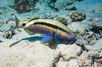 Dash-and-dot goatfish (Parupeneus barberinus) Egypt, Red Sea.