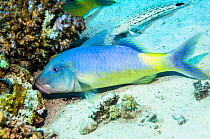 Yellowsaddle goatfish (Parupeneus cyclostomus) hunting small prey in coral branches. Egypt, Red Sea.