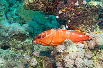 Blacktip grouper (Epinephelus fasciatus) Egypt,  Red Sea.