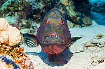 Red Sea Coral Grouper (Plectropomus pessuliferus marisrubri) Egypt, Red Sea.