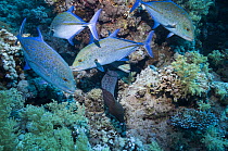 Bluefin jacks (Caranx sexfasciatus) following a hunting moray eel. Egypt, Red Sea.