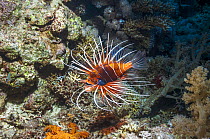 Clearfin / Radial lionfish (Pterois radiata) Egypt, Red Sea.