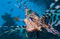 Common lionfish / Devil firefish (Pterois miles)  Egypt, Red Sea, endemic.