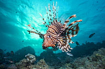 Common lionfish / Devil firefish (Pterois miles) Egypt, Red Sea, endemic species.