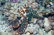 Day octopus (Octopus cyanea) Red Sea, Egypt.