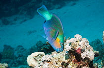 Purplestreak / Sinai parrotfish (Chlorurus genazonatus) grazing on coral rock. Egypt, Red Sea.