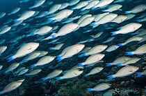 Predictable annual aggregation of Longnose parrotfish (Hipposcarus harid) in the Red Sea. Egypt, Red Sea.