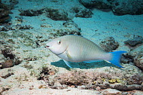 Longnose parrotfish (Hipposcarus harid) Egypt,  Red Sea.
