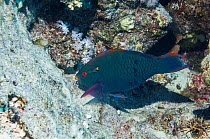 Swarthy / Dusky parrotfish (Scarus niger) grazing. Egypt, Red Sea.
