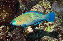 Rusty parrotfish (Scarus ferrugineus) Range Red Sea, Gulf of Aden and Persian Gulf. Egypt, Red Sea.