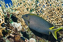 Goldspotted rabbitfish (Siganus punctatus) swimming past fire coral (Millepora dichotoma) Egypt, Red Sea.