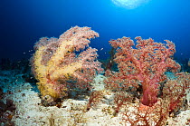 Soft corals (Dendronephthya sp.) growing on sandy bottom. Indonesia.