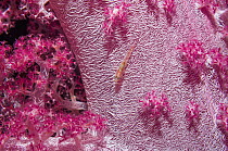 Soft coral (Dendronephthya sp) showing embedded spicules / sclerites, with a Soft coral goby (Pleurosicya boldinghi) Egypt, Red Sea.