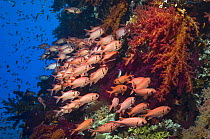 Red Soldierfish (Myripristis murdjan) sheltering in soft corals. Egypt, Red Sea.
