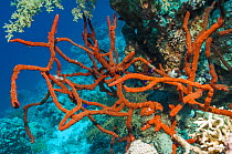 Red rope sponge (Amphimedon compressa) Egypt, Red Sea.