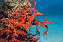 Red rope sponge (Amphimedon compressa) Egypt, Red Sea.