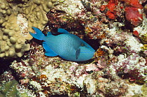 Redtooth triggerfish (Odonus niger) Maldives.