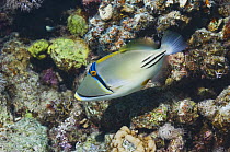 Picasso triggerfish (Rhinecanthus assasi) swimming over coral reef. Egypt, Red Sea.