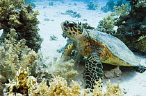 Green turtle (Chelonia mydas) feeding on soft corals. Egypt, Red Sea.