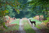 Roe deer (Capreolus capreolus) on country lane, France