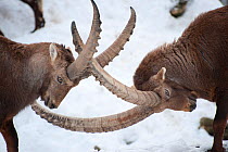 Ibex (Capra ibex) males fighting, Jura, Switzerland, captive