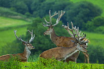 Red deer (Cervus elaphus) stags in velvet, captive, Cabarceno Park, Cantabria, Spain, July.