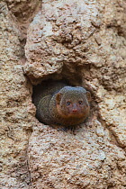Common dwarf mongoose (Helogale parvula) in burrow, captive, Valencia Bioparc, Valencia, Spain.