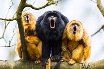 Black howler monkeys (Alouatta caraya) male and two females calling from tree, captive, Apenheul Park, Netherlands.