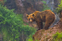 European brown bear (Ursus arctos) on rock ledge, captive, Cabarceno Park, Cantabria, Spain, June.