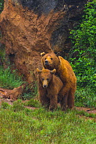 European brown bears (Ursus arctos) copulating, captive, Cabarceno Park, Cantabria, Spain, June.