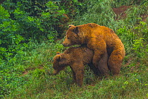 European brown bears (Ursus arctos) copulating, captive, Cabarceno Park, Cantabria, Spain, June.