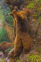 European brown bear (Ursus arctos) climbing, captive, Cabarceno Park, Cantabria, Spain, June.