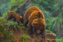 European brown bears (Ursus arctos) female and cub, captive, Cabarceno Park, Cantabria, Spain, June.