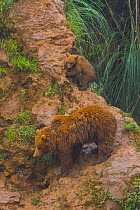 European brown bear (Ursus arctos) viewed from above, captive, Cabarceno Park, Cantabria, Spain, June.