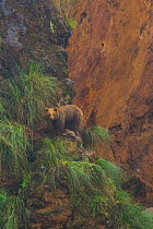 European brown bear (Ursus arctos) in rocky habitat, captive, Cabarceno Park, Cantabria, Spain, June.