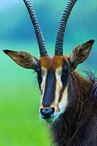 Sable antelope (Hippotragus niger) portrait, captive, Cabarceno Park, Cantabria, Spain, June.