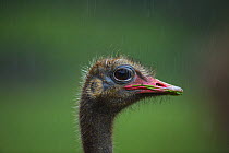 Ostrich (Struthio camelus) captive, Cabarceno Park, Cantabria, Spain, June.
