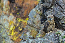 Eurasian eagle owl (Bubo bubo) chick, captive, Cabarceno Park, Cantabria, Spain, June.