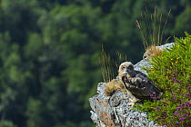 Eurasian eagle owl (Bubo bubo) chick on cliff, captive, Cabarceno Park, Cantabria, Spain, June.