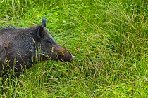 Wild boar (Sus scrofa) captive, Cabarceno Park, Cantabria, Spain, June.