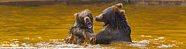 European brown bear (Ursus arctos arctos) mother and cub play fighting, captive, Cabarceno Park, Cantabria, Spain.