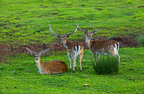 Fallow deer (Dama dama) stags, captive, Cabarceno Park, Cantabria, Spain, June.