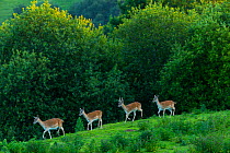 Fallow deer (Dama dama) stags, captive, Cabarceno Park, Cantabria, Spain, June.