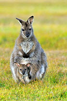 Bennett's Wallaby (Macropus rufogriseus) female with joey in pouch, Tasmania, Australia.