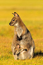 Bennett's Wallaby (Macropus rufogriseus) female with joey in pouch, Tasmania, Australia.